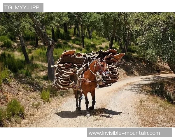 德国足球明星小鹿的成长历程与辉煌成就揭秘